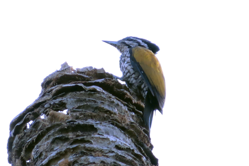 Common Flameback Dinopium javanense