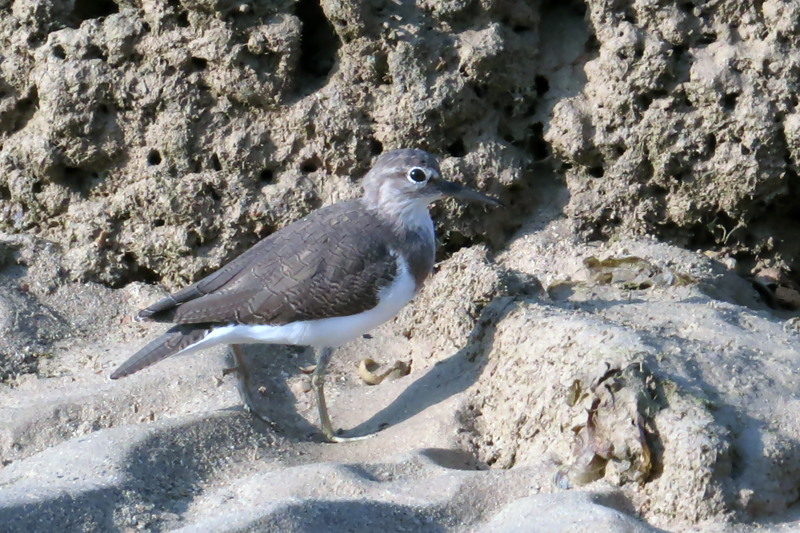 Common Sandpiper Actitis hypoleucos