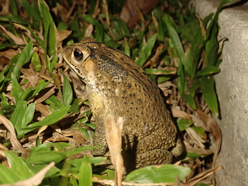 Asian Common Toad Duttaphrynus melanostictus