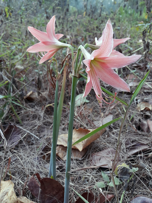 Hippeastrum