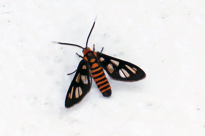 Hübner's Wasp Moth Amata huebneri