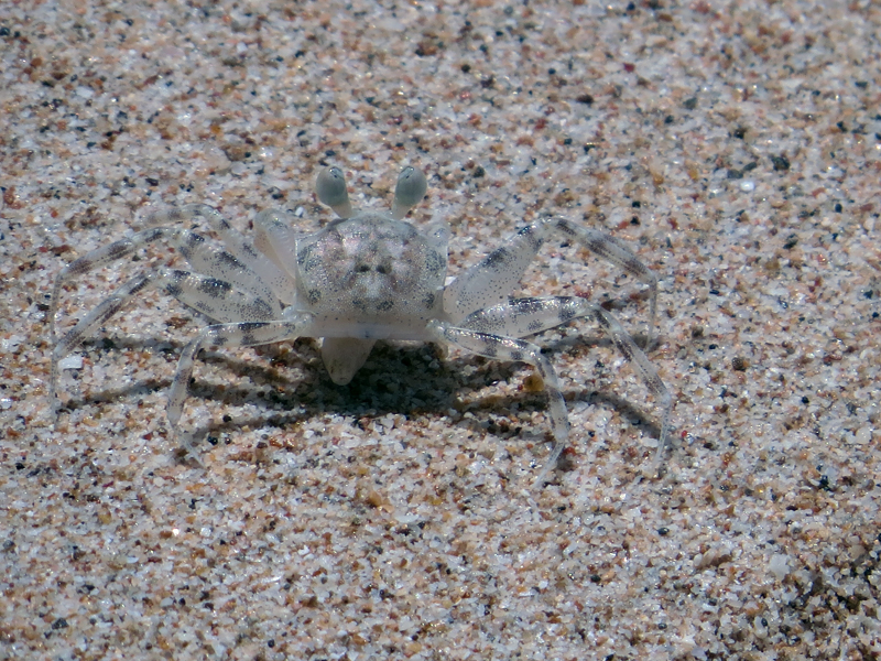 Pallid Ghost Crab Ocypode pallidula