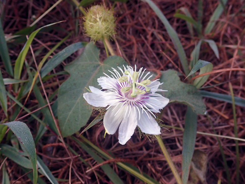 Stinking Passionflower Passiflora foetida