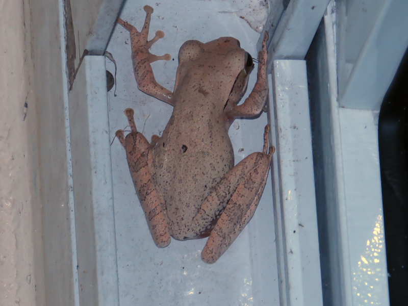 Common Southeast Asian Tree Frog Polypedates leucomystax