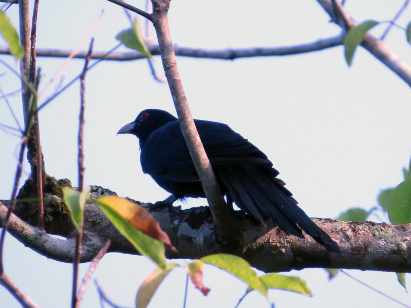 Asian Koel Eudynamys scolopaceus