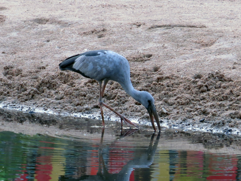 Asian Openbill Anastomus oscitans