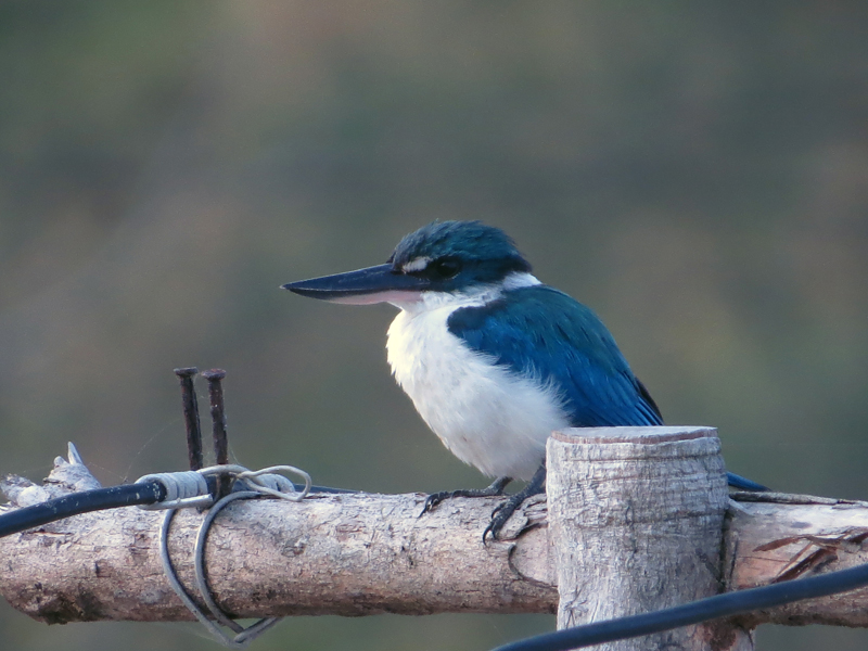 Collared Kingfisher Todiramphus chloris