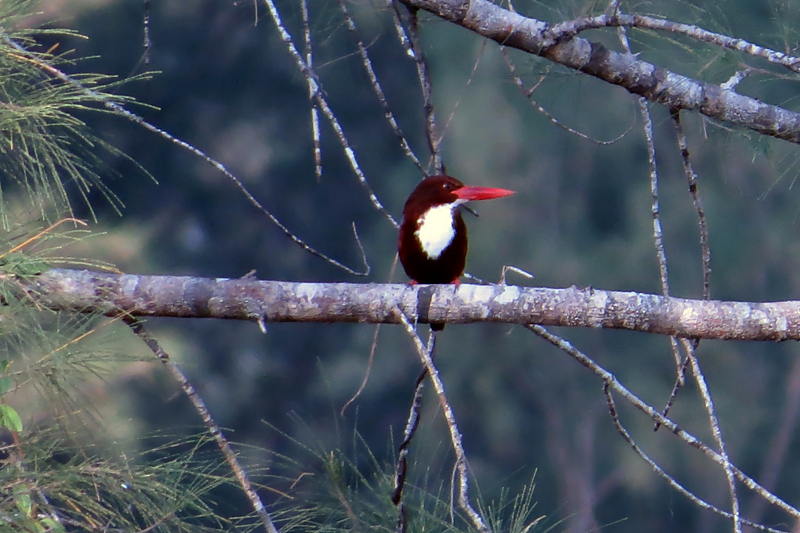 White-throated Kingfisher Halcyon smyrnensis