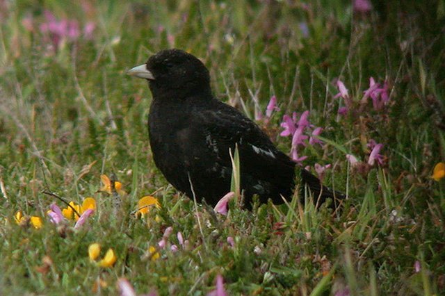 Black Lark South Stack, Anglesey