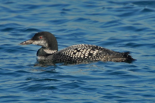 summer plumage Great Northern Diver