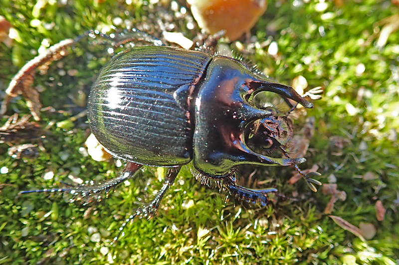 Minotaur Beetle Typhaeus typhoeus 
