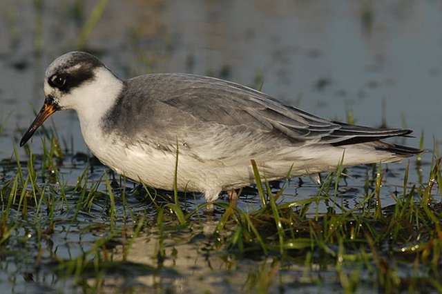 winter plumage Grey Phalarope