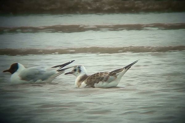 Juvenile Black-headed Gull