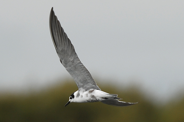 moulting adult Black Tern photo