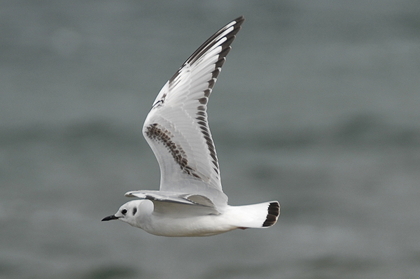 Photo of Bonapartes Gull in flight