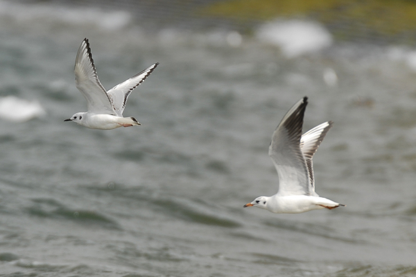 Photo of Bonapartes Gull in flight