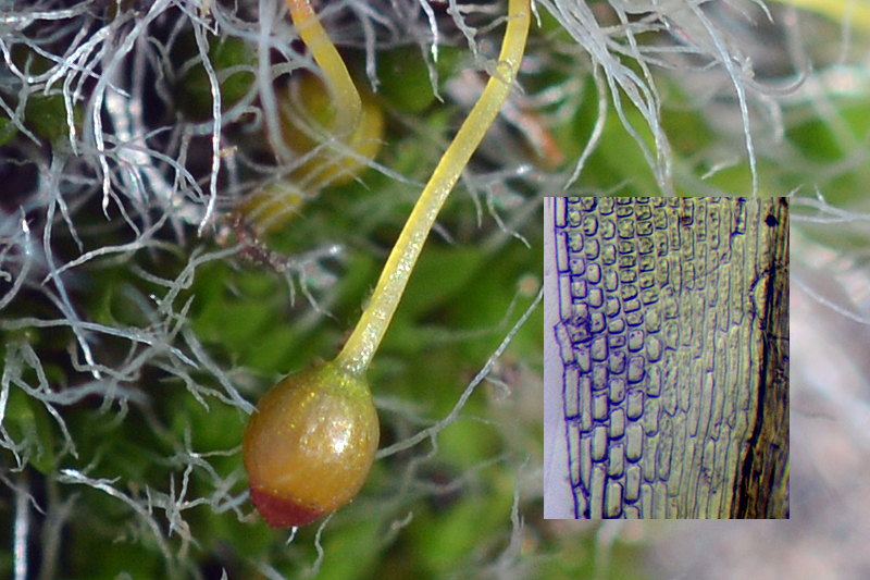 Grimmia orbicularis 