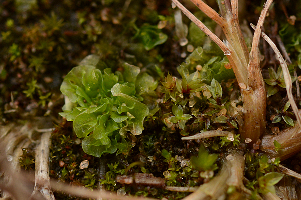 Petalwort Petalophyllum ralfsii 