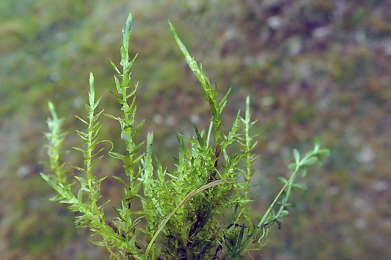 Calliergon cordifolium 