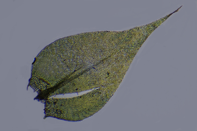 Rhynchostegium megapolitanum