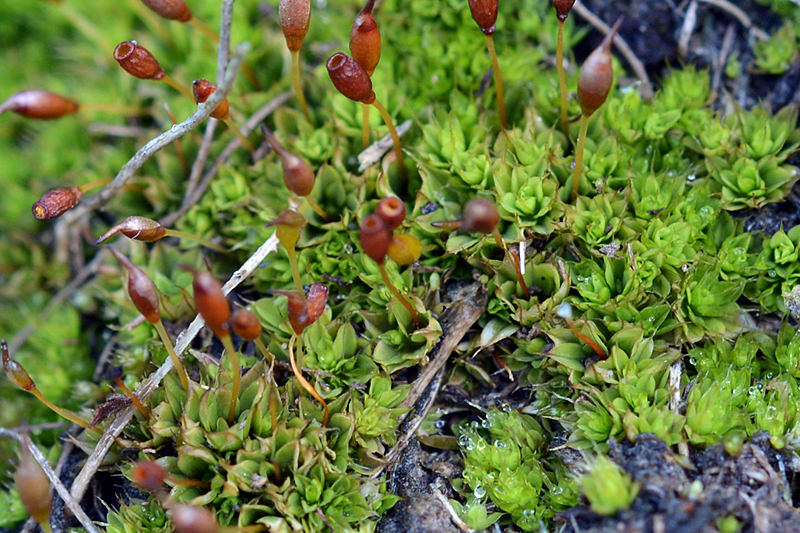 Tortula viridifolia