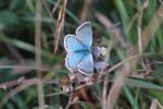 Chalkhill Blue