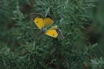 Clouded Yellow