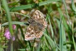 Dingy Skipper 