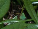 Green hairstreak