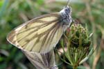 Green-veined White