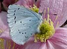 Holly Blue