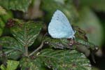 Holly Blue