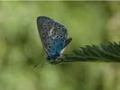 Large Blue