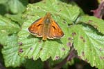 Large Skipper