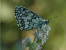 Marbled White