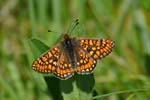 Marsh Fritillary