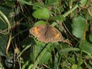 Meadow Brown