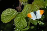 Orangetip