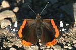 Red Admiral