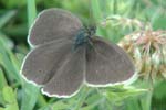 Ringlet