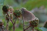 Ringlet