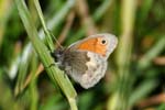 Small Heath 