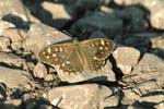 Speckled Wood