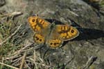 Wall Brown