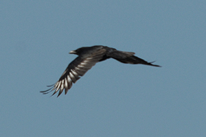 white-winged carrion crow