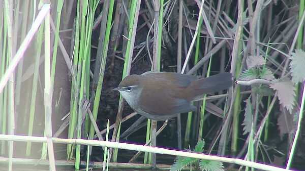 Cetti's Warbler photo