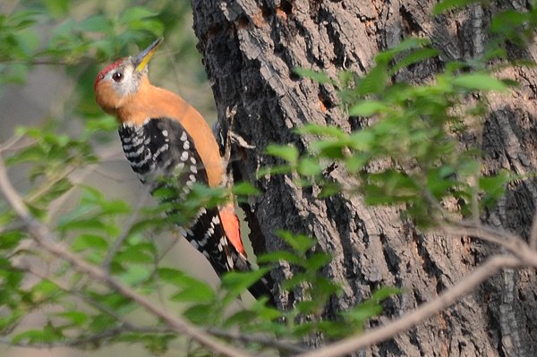 redbelliedwoodpecker.jpg