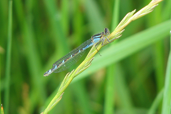 female Common Blue Damselfly