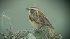 whinchat-20-4-08