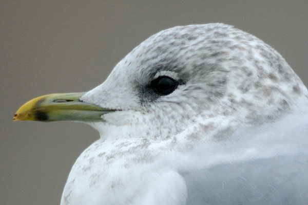 adult winter Common Gull